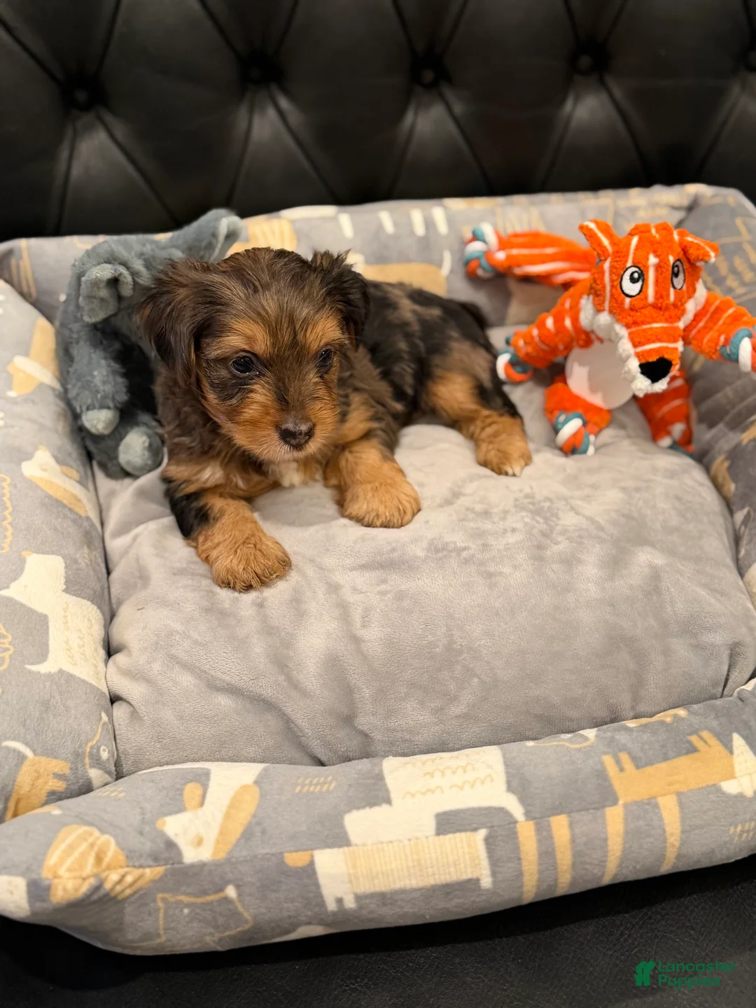 Yorkshire Terrier dogs for sale: Yorkshire Terrier 3 - Ad 1