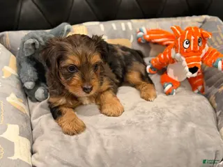 Yorkshire Terrier dogs Yorkshire Terrier 3 - Ad 32