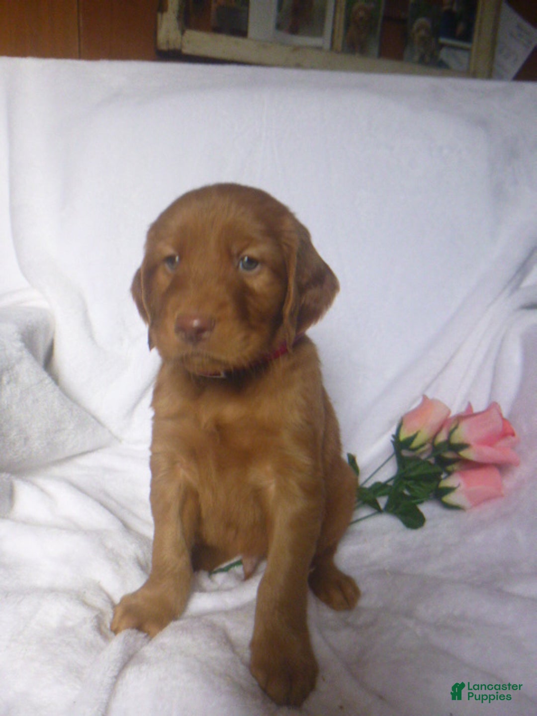 Mixed Breed dogs for sale: Peter - Ad 2