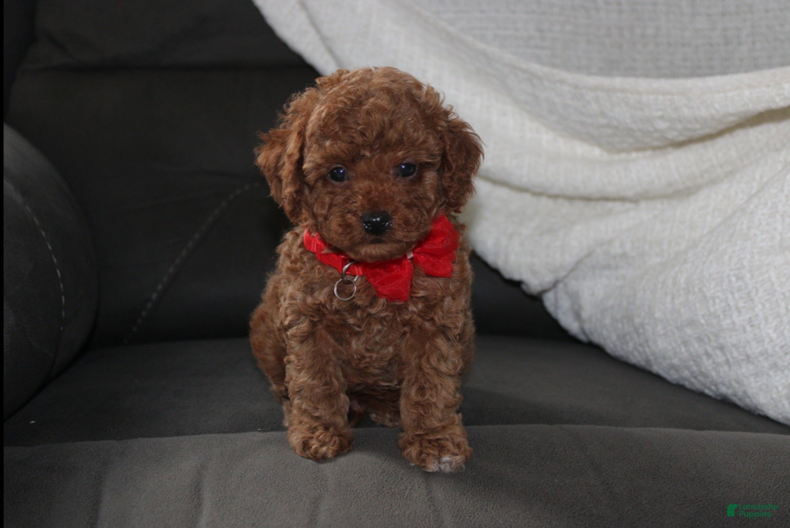 Toy Poodle dogs Archer - Ad 2