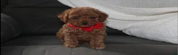 Toy Poodle dogs for sale: Archer - Ad 2