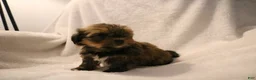 Shorkie dogs for sale: Becca - Ad 3
