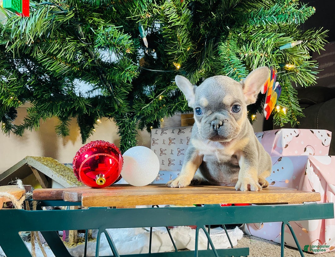 French Bulldog dogs for sale: PABLO - Ad 15