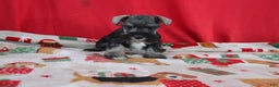 Miniature Schnauzer dogs for sale: tammy - Ad 1