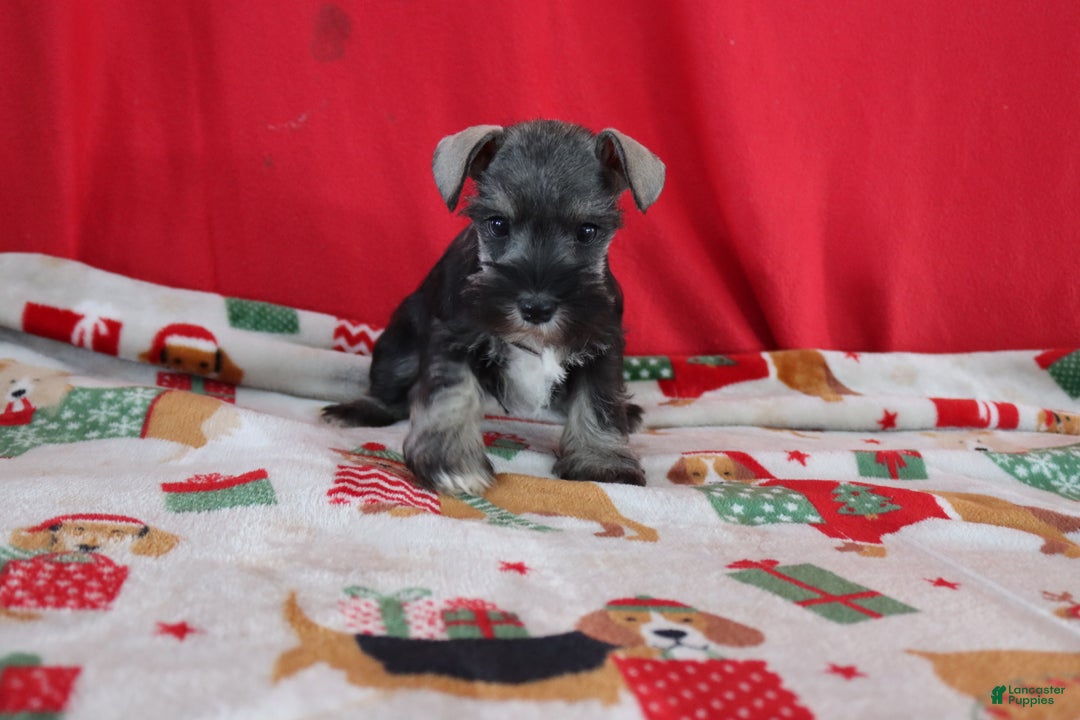 Miniature Schnauzer dogs for sale: tammy - Ad 1