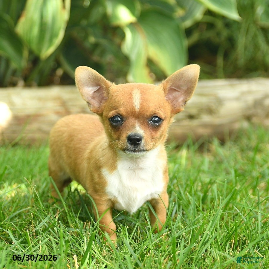 Chihuahua dogs Spark  - Ad 1