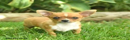 Chihuahua dogs for sale: Spark  - Ad 1