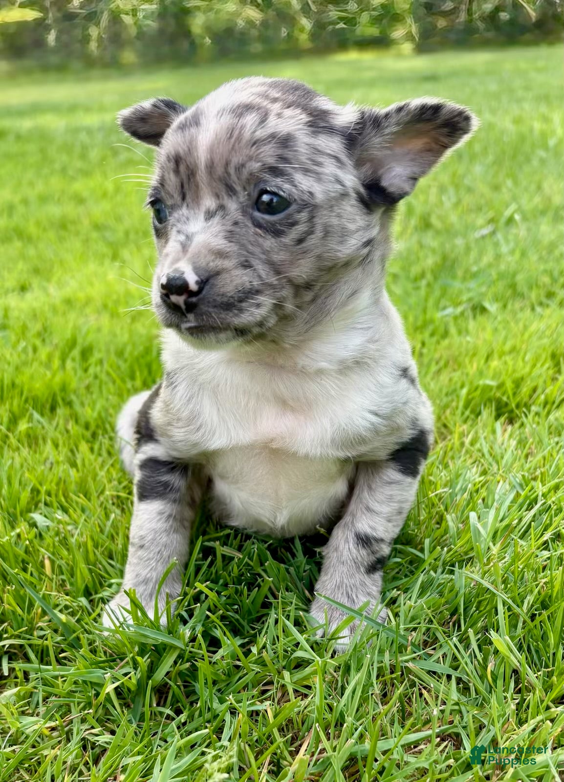 Chihuahua dogs Chihuahua Puppy 2 - Ad 1
