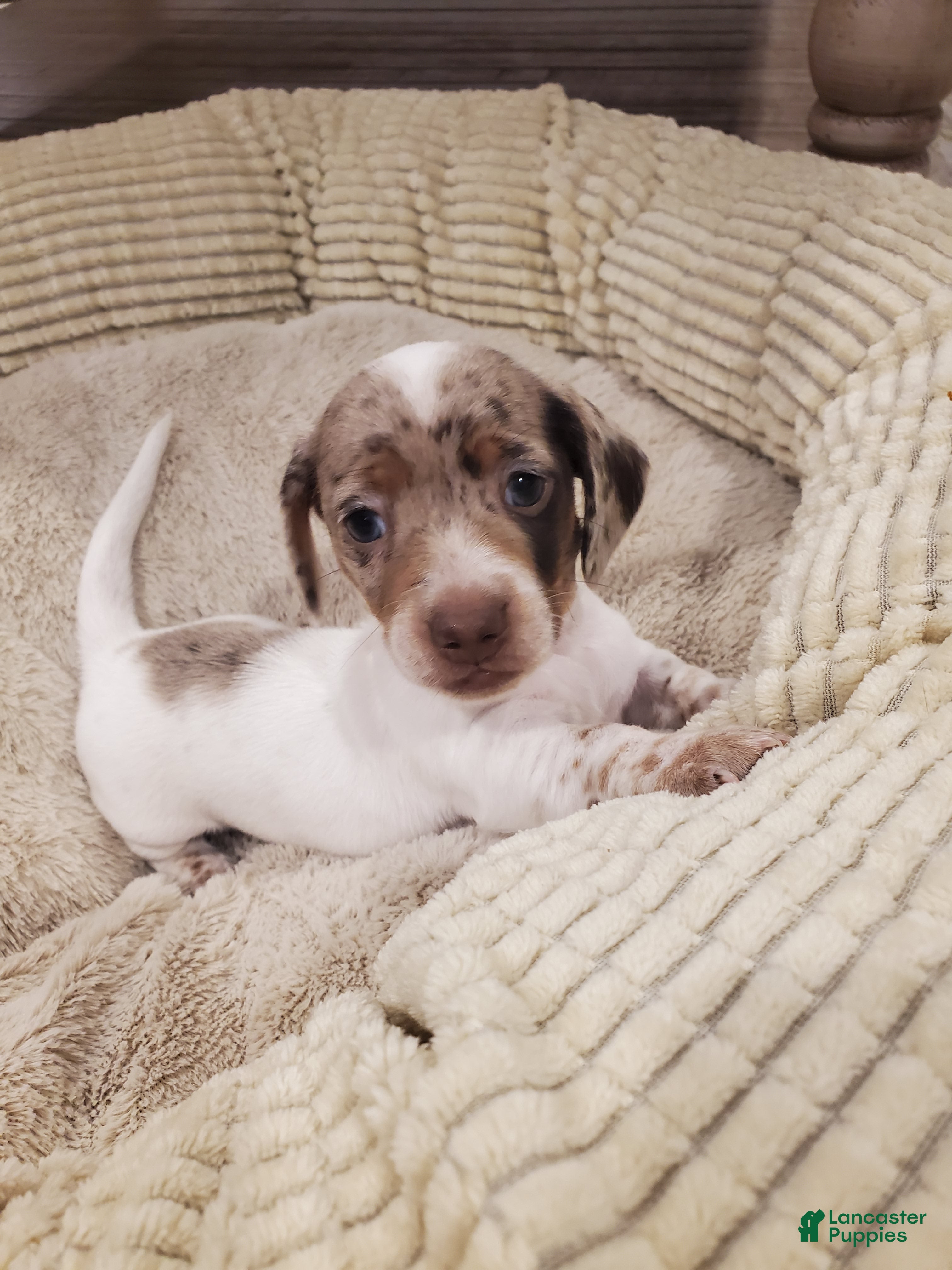 Dachshund dogs Dachshund Puppy 1 - Ad 10