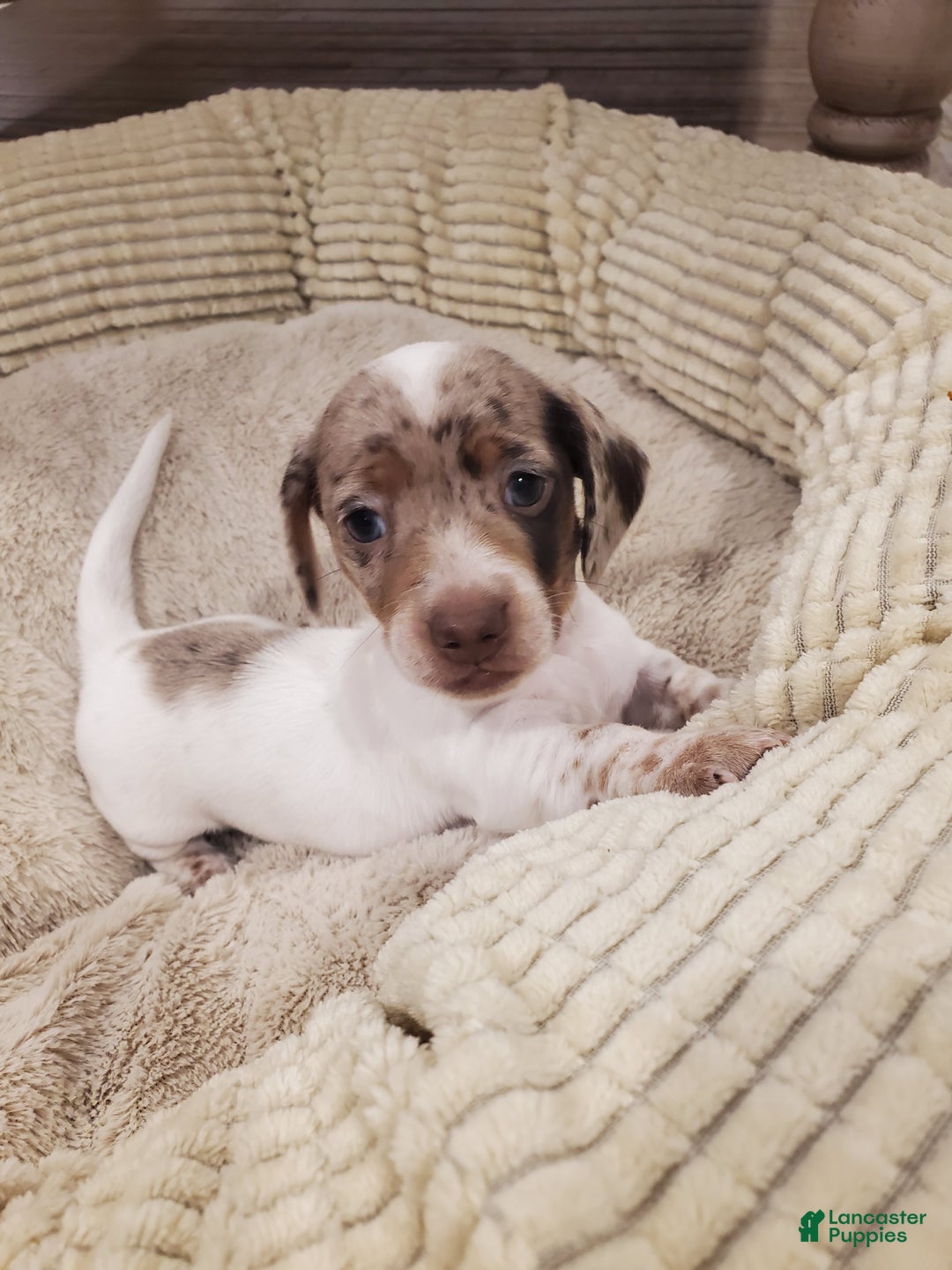 Dachshund dogs for sale: Dachshund Puppy 1 - Ad 1