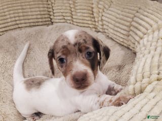 Dachshund dogs Dachshund Puppy 1 - Ad 21