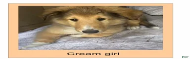 Collie 2- Cream Collar