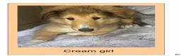 Collie dogs for sale: Collie 2- Cream Collar - Ad 1