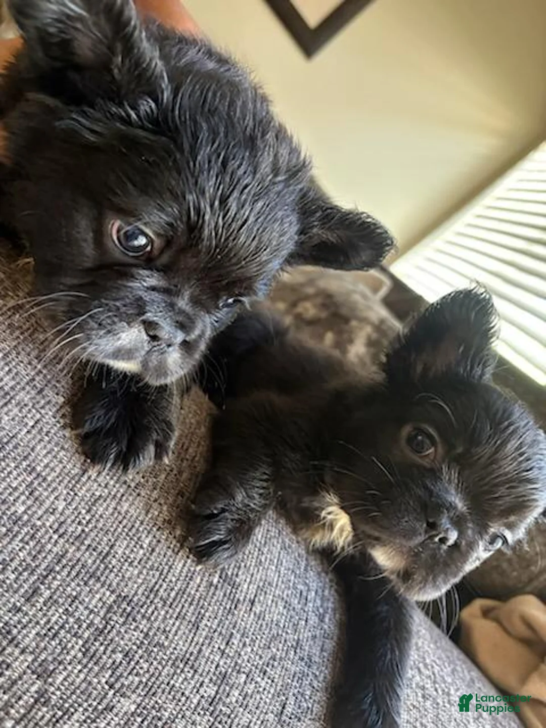 French Bulldog dogs for sale: French Bulldog Male 4 - Ad 3