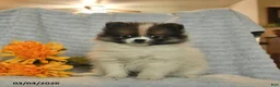 Pomeranian dogs for sale: Dusty  - Ad 2