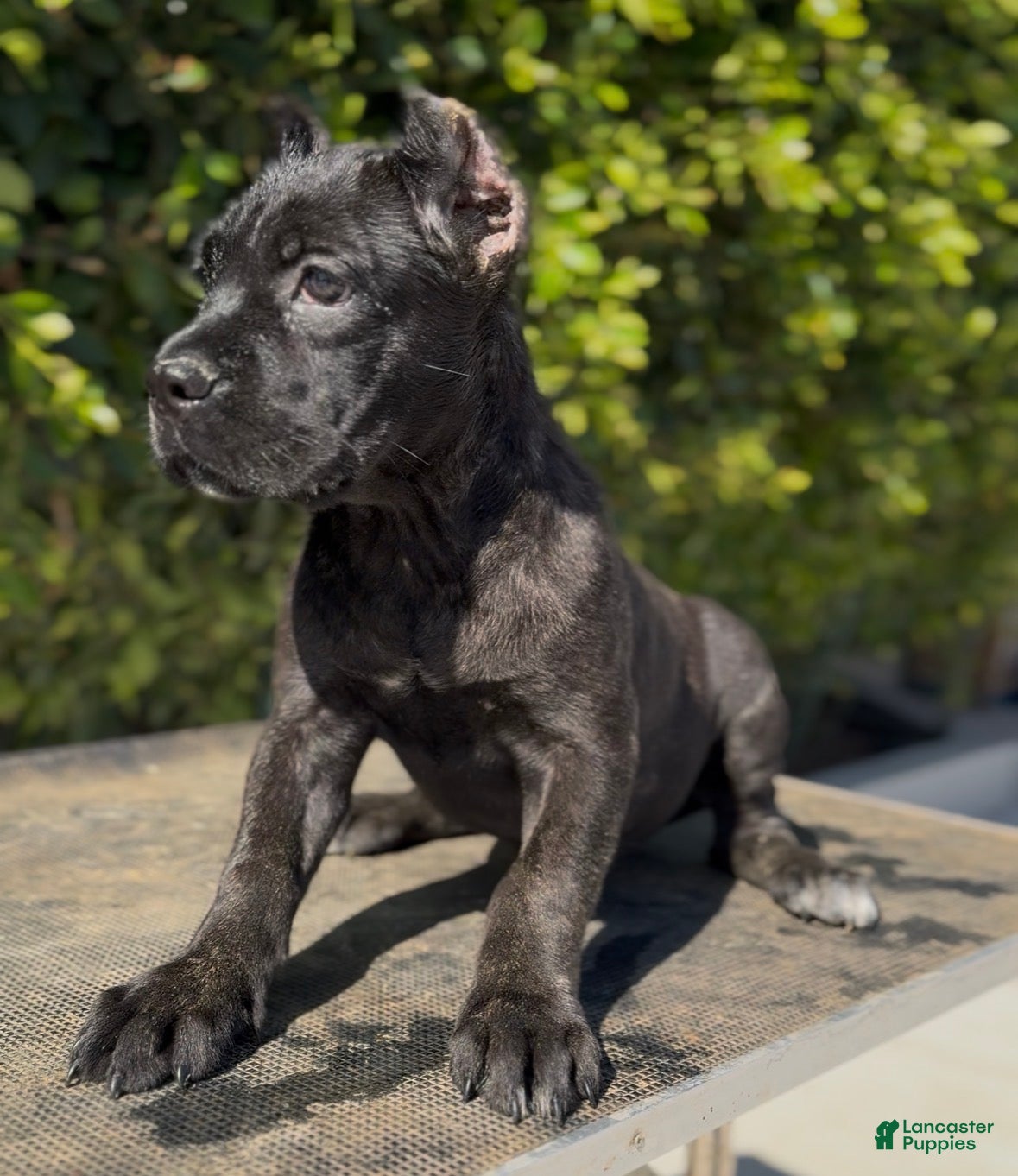 Cane Corso dogs Female 2 - Ad 1