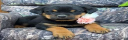 Rottweiler dogs for sale: Hazel - Ad 3