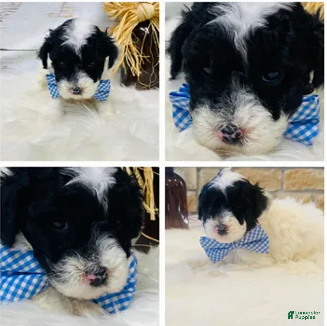 Toy Poodle dogs for sale: Taffy - Ad 1
