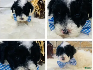 Toy Poodle dogs Taffy - Ad 19