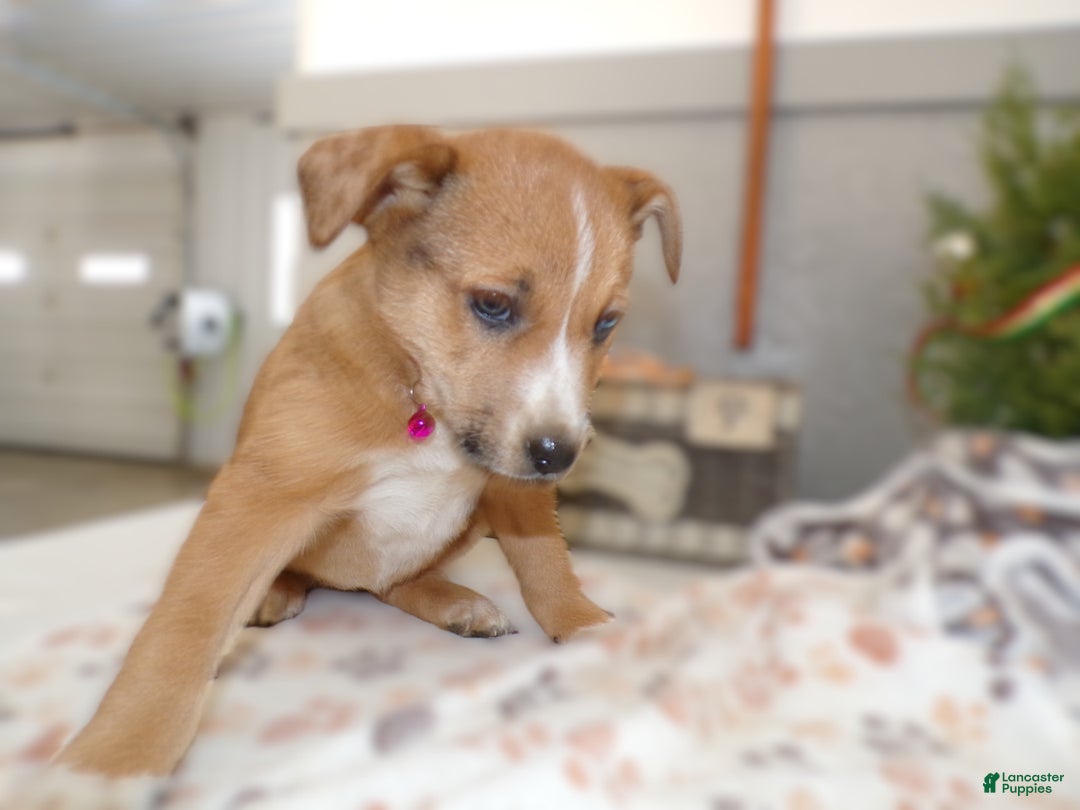 Mixed Breed dogs for sale: Mixed Breed Puppy 9 - Ad 1