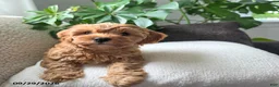 Cavapoo dogs for sale: Pippi - Ad 4