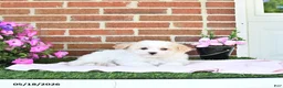 Maltipoo dogs for sale: Suni - Ad 4
