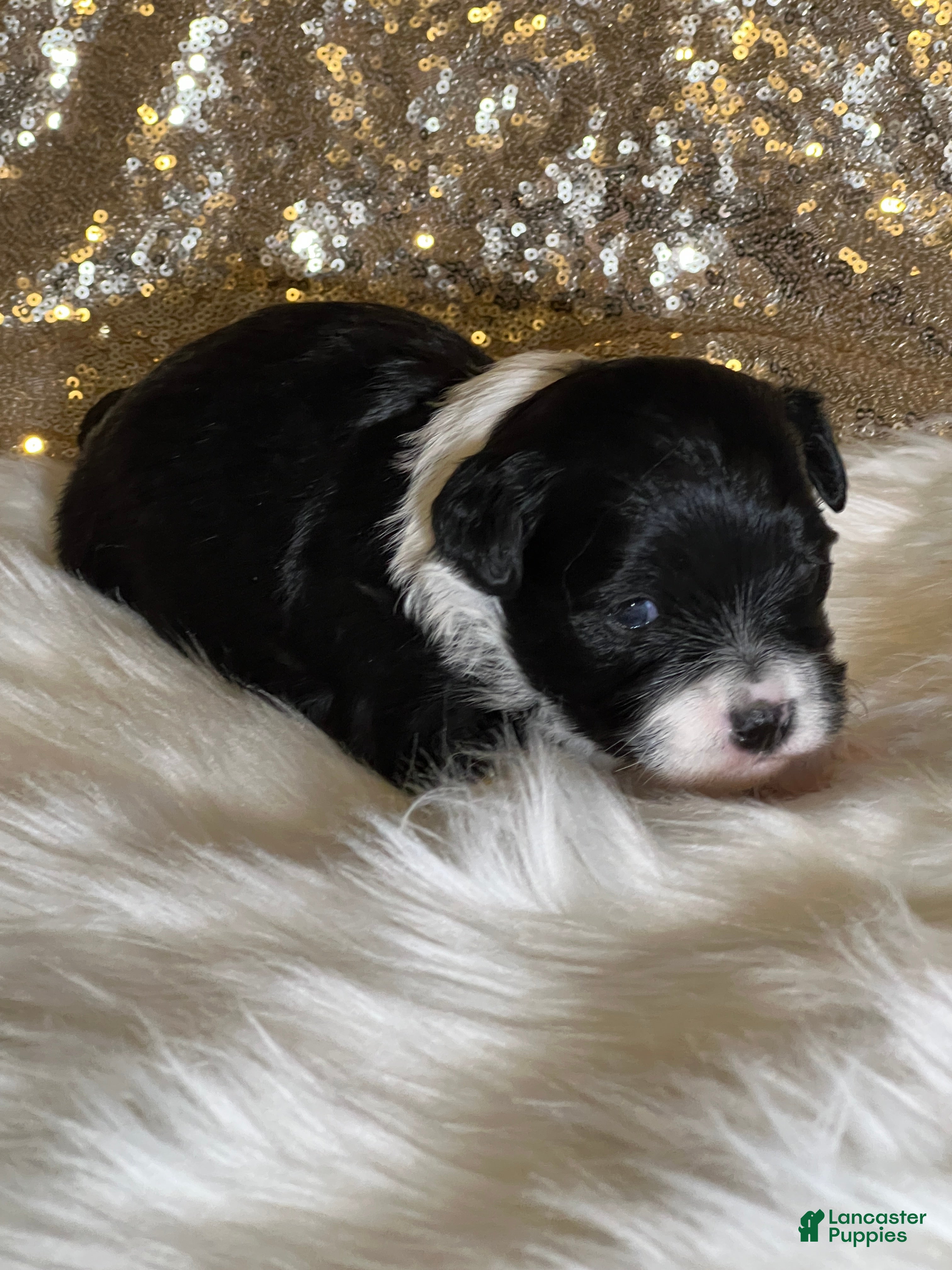 Havanese dogs Domeno - Ad 39