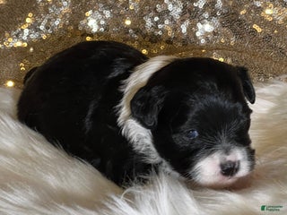 Havanese dogs Domeno - Ad 39