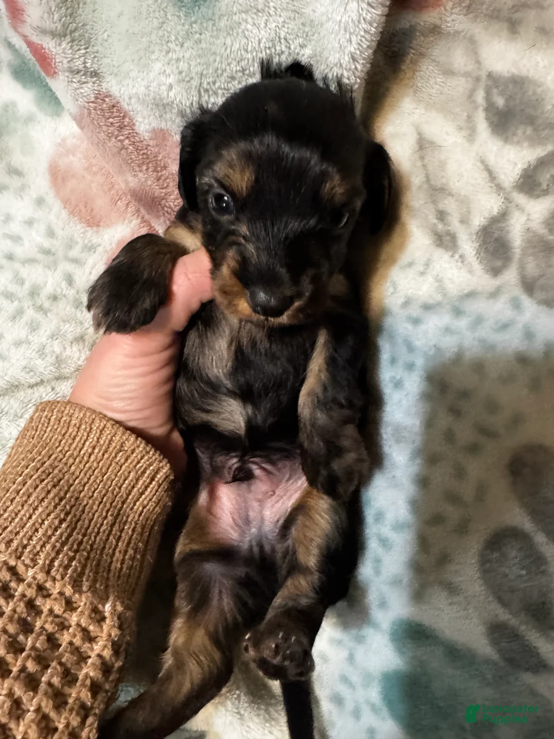 Dorkie dogs for sale: Rocky - Ad 2