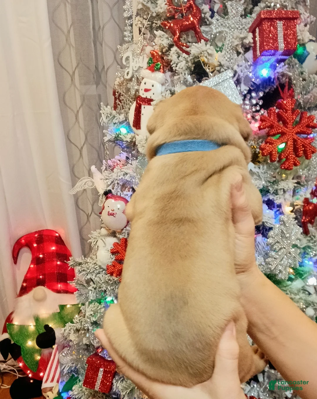 Olde English Bulldogge dogs for sale: Olde English Bulldogge Puppy 1 - Ad 5