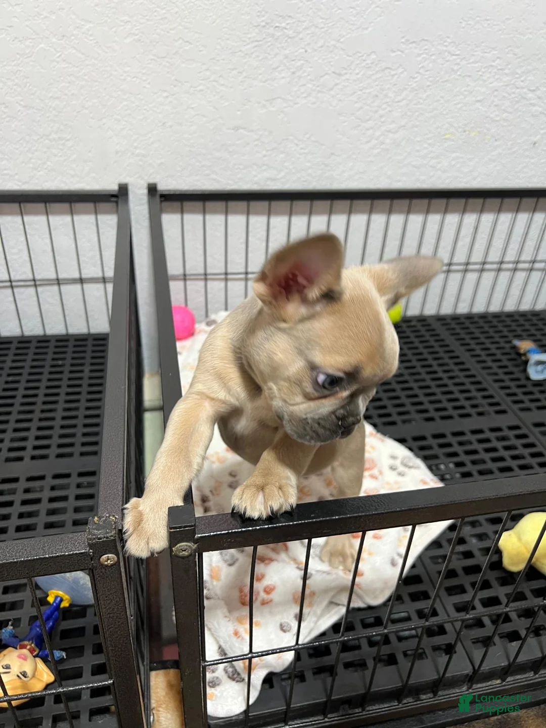 French Bulldog dogs for sale: Leo - Ad 4