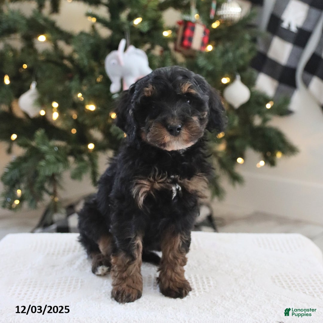 Cockapoo dogs for sale: Nico - Ad 3