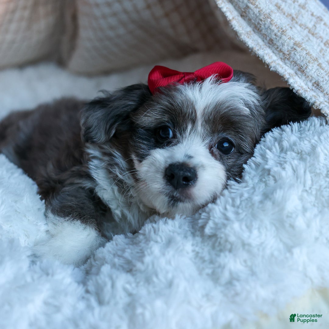 Mini Aussiedoodle dogs for sale: LEON - Ad 10