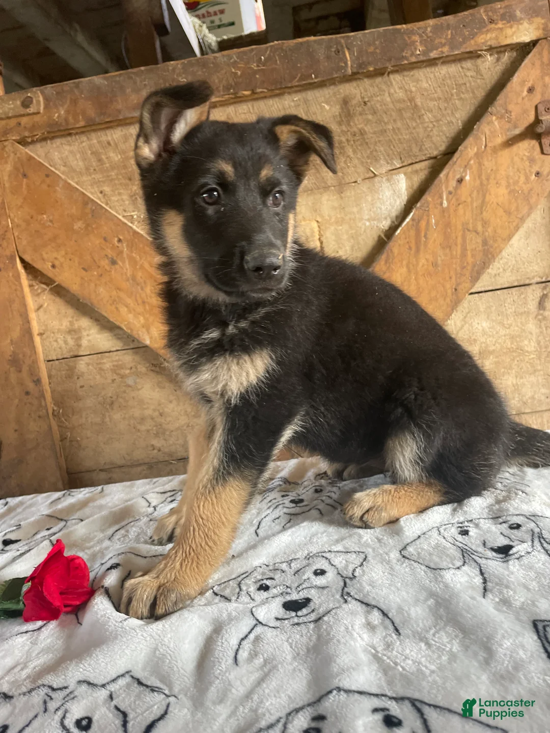 German Shepherd dogs for sale: Freida - Ad 4