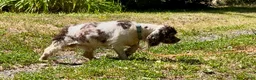 Cocker Spaniel dogs for sale: Cocker Spaniel Puppy 1 - Ad 15