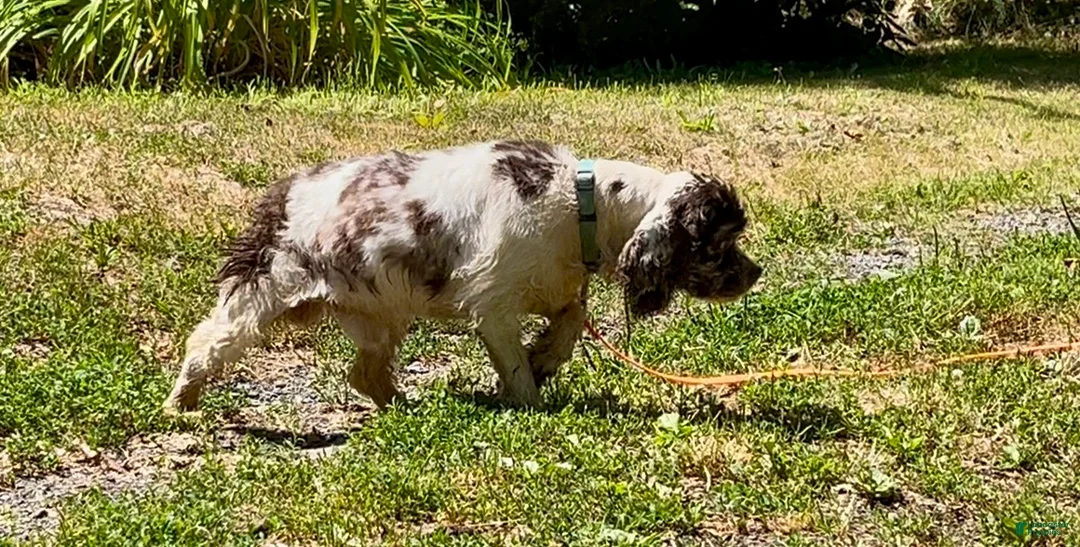 Cocker Spaniel dogs for sale: Cocker Spaniel Puppy 1 - Ad 15
