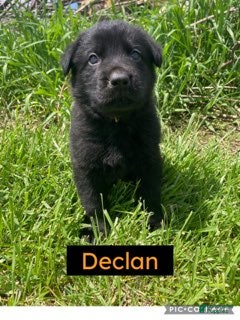 German Shepherd dogs German Shepherd (Declan) - Ad 30