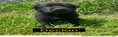 German Shepherd (Declan)