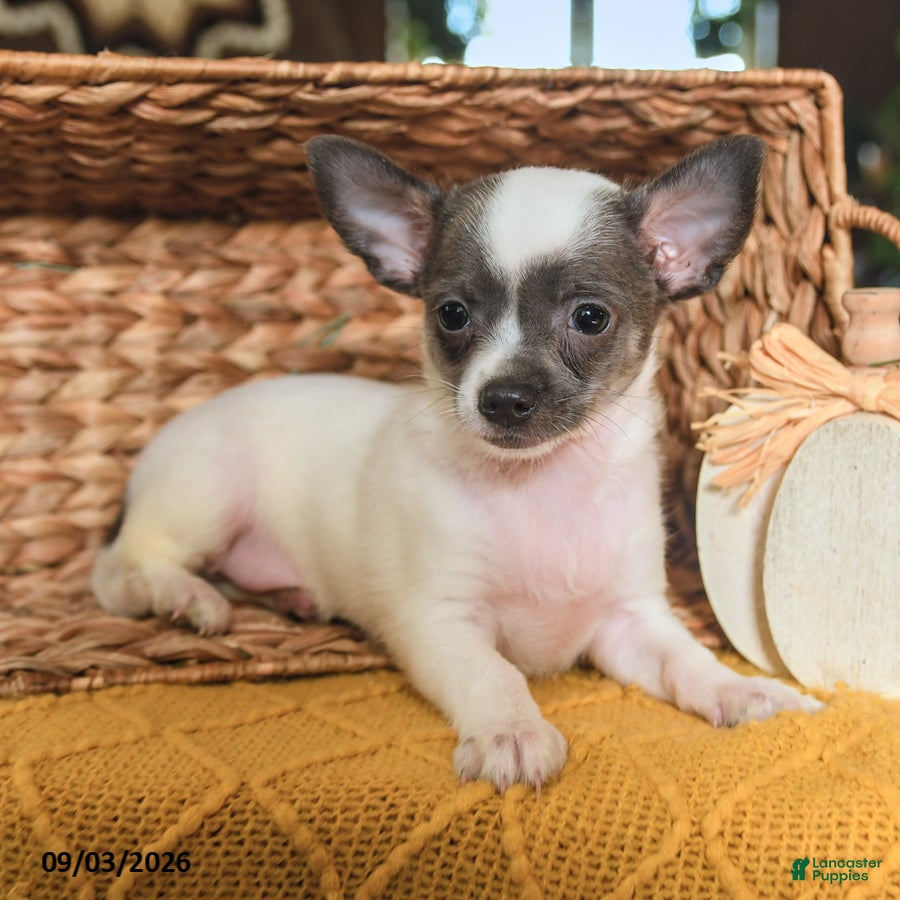 Chihuahua dogs Chico - Ad 2
