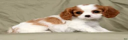 Cavalier King Charles Spaniel dogs for sale: Milo - Ad 5