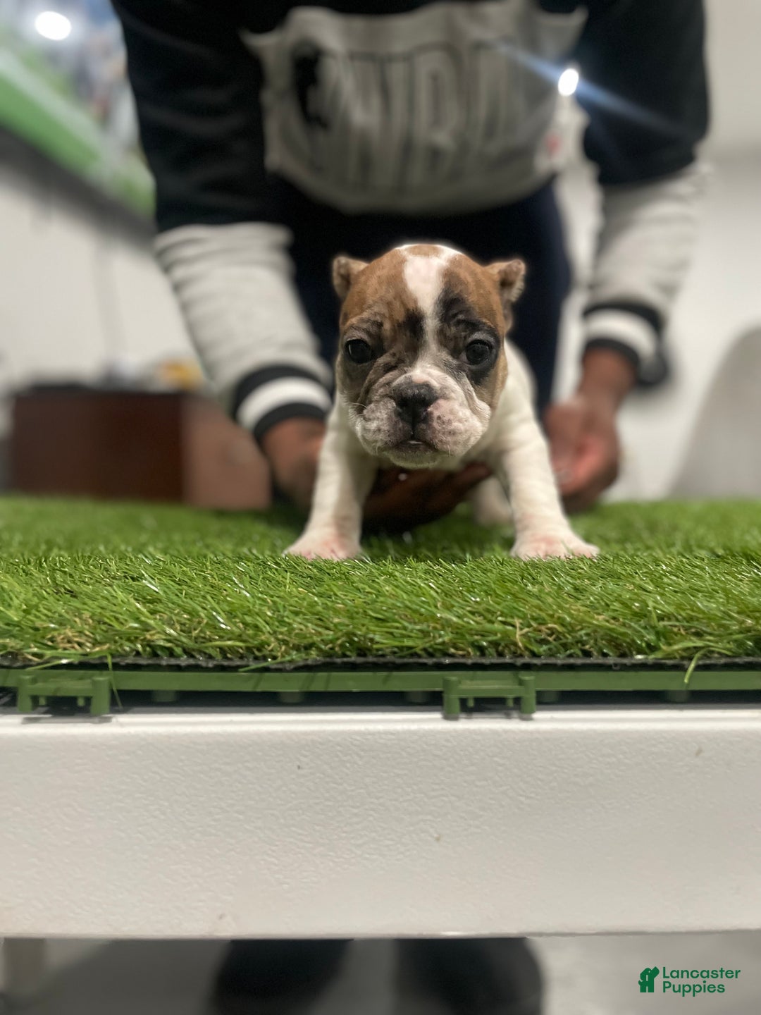 American Bully dogs for sale: Queen  - Ad 1