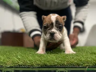 American Bully dogs Queen - Ad 14