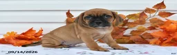 Puggle dogs for sale: Bobby - Ad 3