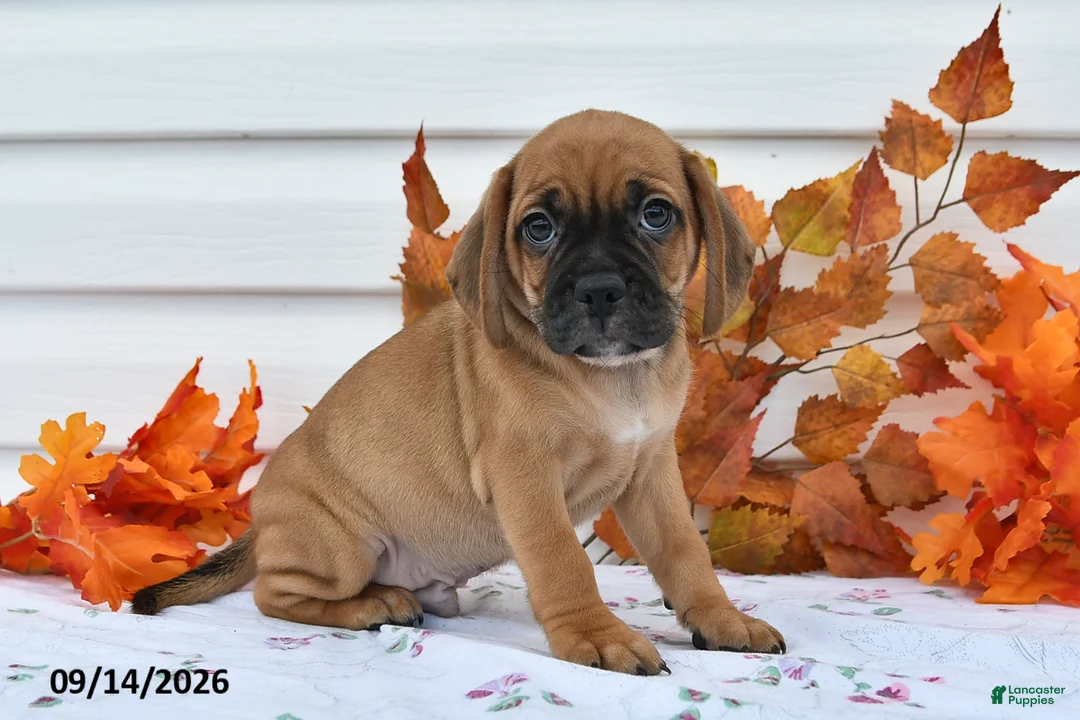 Puggle dogs for sale: Bobby - Ad 3