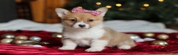 Welsh Corgi Pembroke dogs for sale: Twinkle - Ad 8