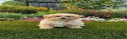 Havapoo dogs for sale: Asher - Ad 12
