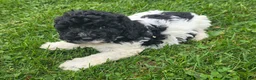 Cockapoo dogs for sale: Cockapoo Male 2 - Ad 3