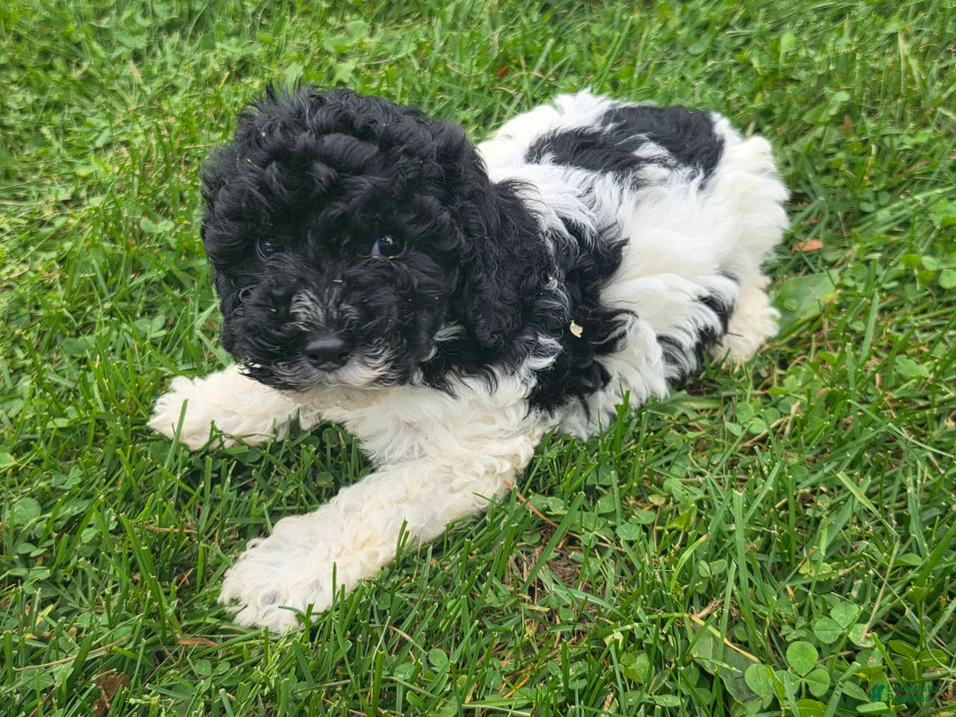 Cockapoo dogs for sale: Cockapoo Male 2 - Ad 3
