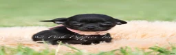 Chihuahua dogs for sale: Black cherry  - Ad 3