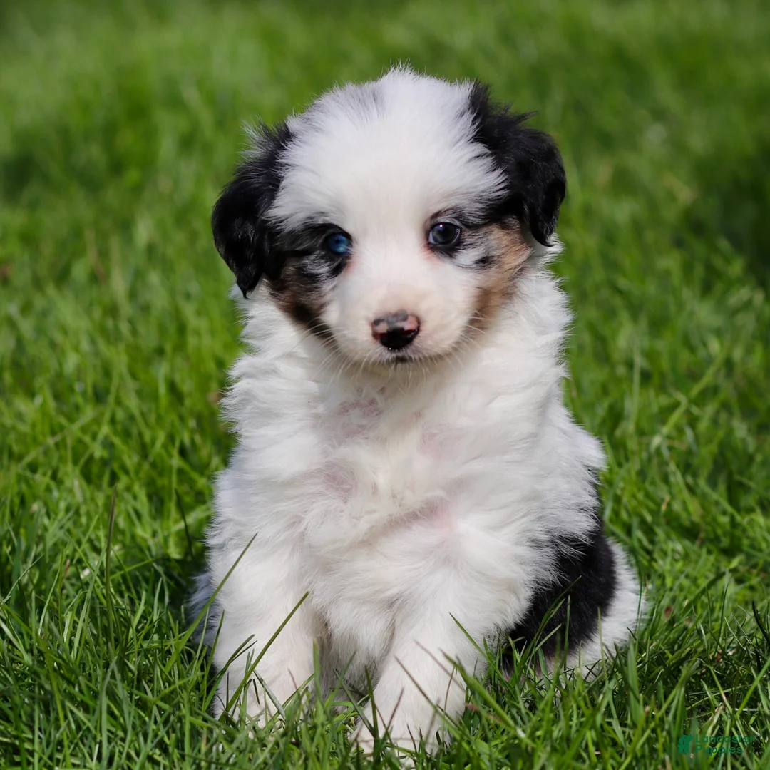 Miniature Australian Shepherd dogs for sale: Jerry - Ad 1